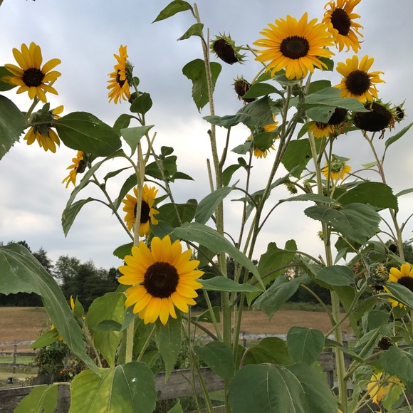 Meet your Posher, Ginny - Picture 1 of 1